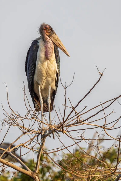 Marabou Stork Leptoptilos Crumeniferus Крупный Аист Африканских Лесных Массивов Озер — стоковое фото