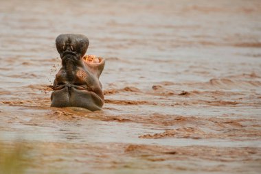 Hippopotamus - Hippopotamus amfibi, Afrika nehirleri ve göllerinden popüler büyük memeli, Tsawo Doğu Ulusal Parkı, Kenya.