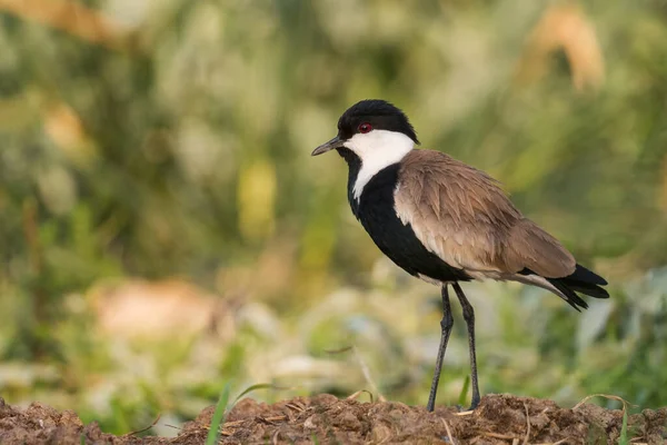 Spur Winged Plover Vanellus Spinosus Gyönyörű Lapwing Afrikai Édesvíz Mezők — Stock Fotó