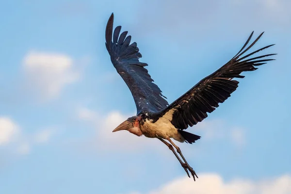 Marabou Stork Leptoptilos Crumeniferus Велика Лелека Африканських Лісів Чагарників Берегів — стокове фото