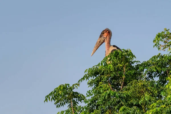 Marabou Stork Leptoptilos Crumeniferus Large Stork African Woodlands Bushes Lake — Stock Photo, Image