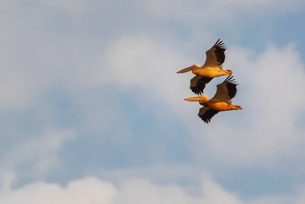 Great White Pelican Pelecanus Onocrotalus Великий Білий Птах Африканського Узбережжя — стокове фото