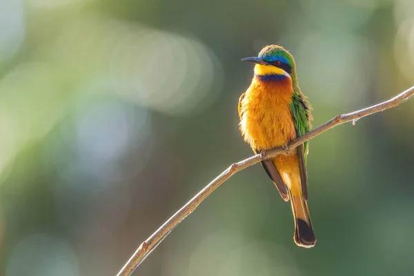 Blue-breasted Bee-eater - Merops variegatus, beautiful colored bee-eater from African woodlands, bushes and forests, lake Ziway, Ethiopia.