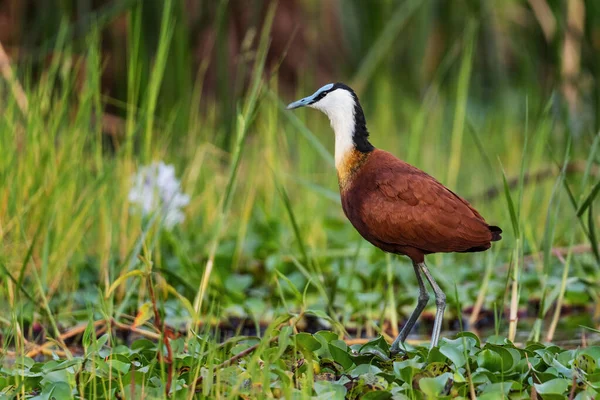 Jacana Africaine Actophilornis Africanus Magnifique Oiseau Eau Timide Couleur Des — Photo