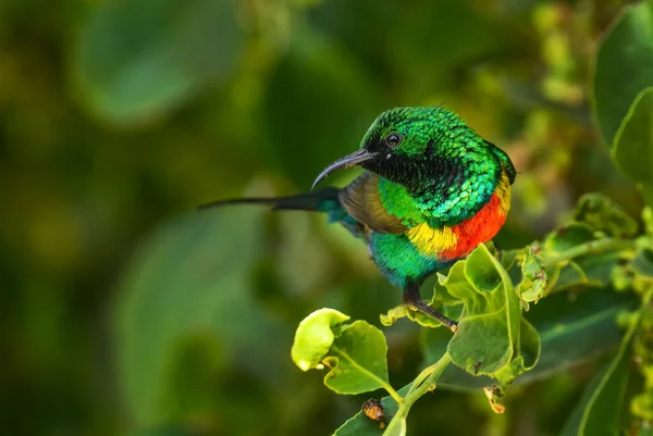 Beautiful Sunbird Cinnyris Pulchellus Beautiful Small Perching Bird African Gardens — Stock Photo, Image