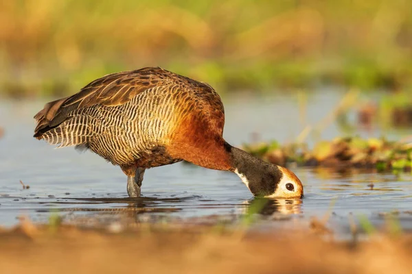 Whistling Duck Dendrocygna Viduata Білошкіра Качка Прісних Вод Африки Південної — стокове фото