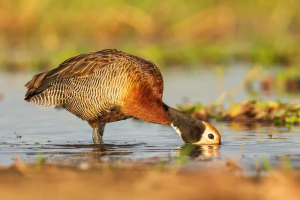 Beyaz Yüzlü Whistling Duck Dendrocygna Viduata Afrika Güney Amerika Tatlı — Stok fotoğraf