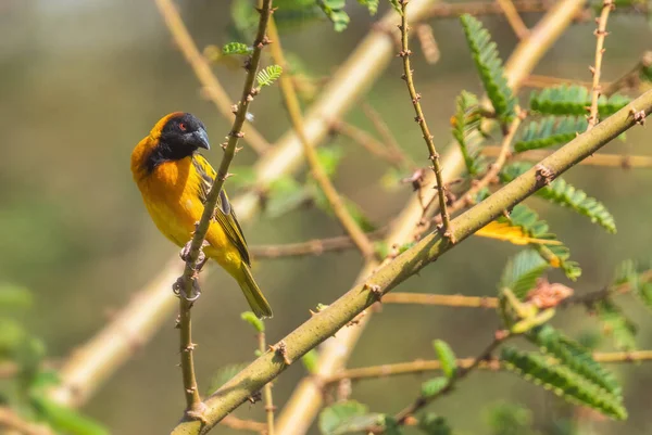 Village Weaver Ploceus Cucullatus Красивий Жовтий Чорний Птах Сидить Африканських — стокове фото