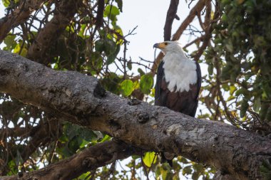 Afrika Balık Kartalı - Haliaeetus vocifer, Afrika ormanlarından, göllerden ve açık denizlerden, Ziway Gölü, Etiyopya.