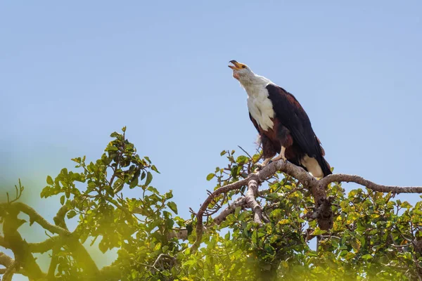 African Fish Eagle Haliaeetus Vocifer Beautiful Large Bird Prey African — Stock Photo, Image