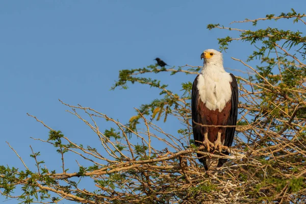 African Fish Eagle Haliaeetus Vocifer Beautiful Large Bird Prey African — Stock Photo, Image