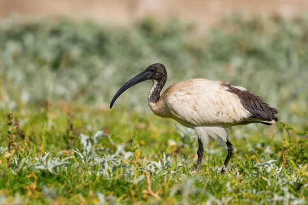 Sacred Ibis Threskiornis Aethiopicus Beautiful Black White Ibis African Fields — Stock Photo, Image