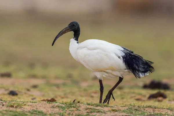 Sacred Ibis Threskiornis Aethiopicus Beautiful Black White Ibis African Fields — Stock Photo, Image