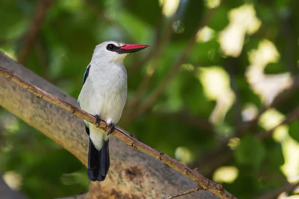 Woodland Kingfisher - Halcyon senegalensis, beautiful collored tree kingfisher from woodlands and forest in Africa south of the Sahara, lake Ziway, Ethiopia.