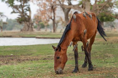 Kırmızı gagalı Oxpecker - Buphagus erythrorynchus, Doğu Afrika savanalarından ve çalılarından tüneyen renkli kuş, Ziway Gölü, Etiyopya.