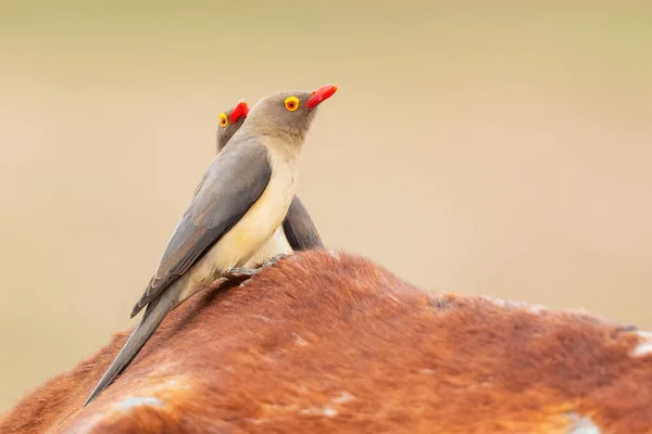 Oxpecker Bico Vermelho Buphagus Erythrorynchus Pássaro Perca Colorido Savanas Arbustos — Fotografia de Stock