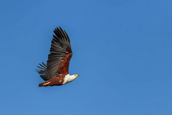 Águila Pescadora Africana Haliaeetus Vocifer Hermoso Ave Rapaz Los Bosques — Foto de Stock