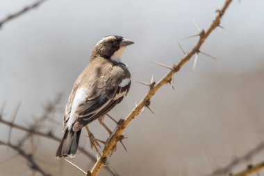 Beyaz kaşlı serçe-dokumacı - Plocepasser mahali, Afrika bahçelerinden, çalılardan ve ormanlardan, Ziway Gölü, Etiyopya.