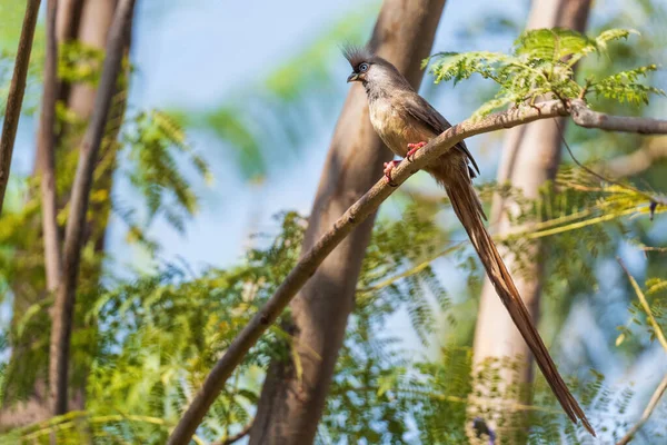 Скрытая Птица Colius Striatus Красивая Особая Птица Африки Лесов Саванн — стоковое фото