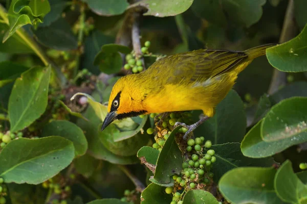 Espectacled Weaver Ploceus Ocularis Lindo Tecelão Amarelo Jardins Africanos Arbustos — Fotografia de Stock