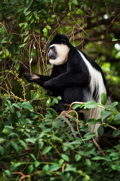 Siyah Beyaz Colobus Colobus Guereza Afrika Ormanları Ormanlarından Güzel Siyah — Stok fotoğraf