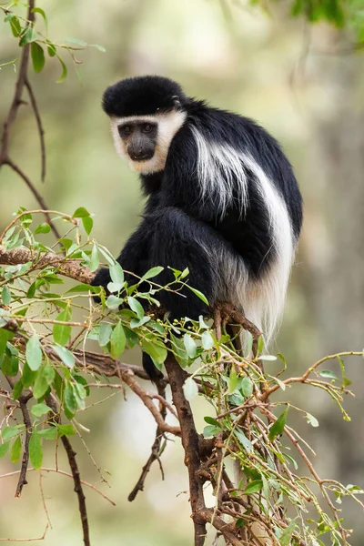 Colobus Preto Branco Colobus Guereza Belo Primata Preto Branco Florestas — Fotografia de Stock