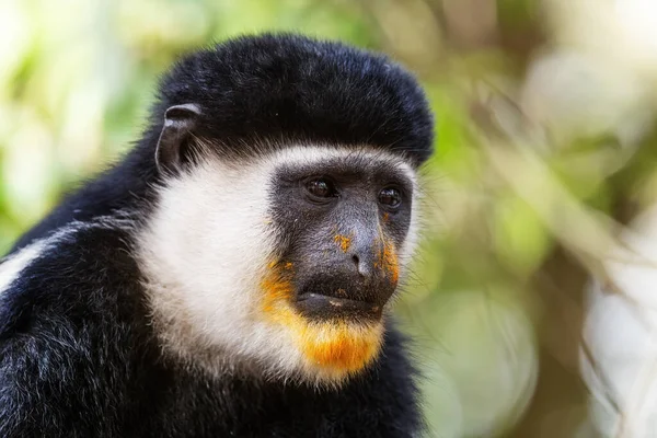 Černobílý Colobus Colobus Guereza Krásný Černobílý Primát Afrických Lesů Lesů — Stock fotografie