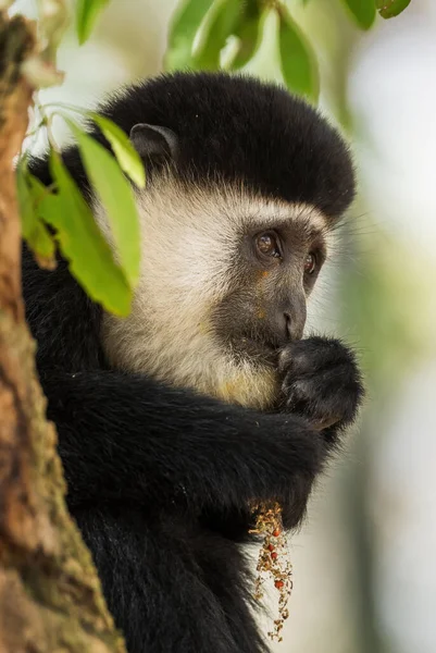 Colobus Preto Branco Colobus Guereza Belo Primata Preto Branco Florestas — Fotografia de Stock