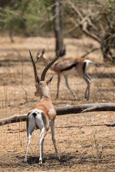 Grant Gazelle Nanger Granti Small Fast Antelope African Savanna Bale — Stock Photo, Image