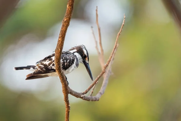 Pied Kingfisher Ceryle Rudis Bellissimo Grande Martin Pescatore Mangrovie Fiumi — Foto Stock