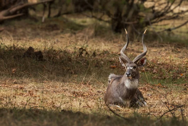 Montagne Nyala Tragelaphus Buxtoni Belle Grande Antilope Endémique Dans Les — Photo