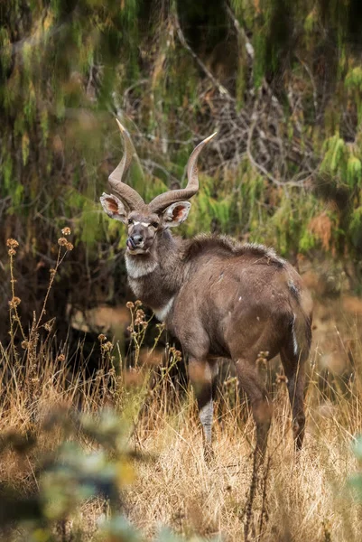 Hora Nyala Tragelaphus Buxtoni Krásná Velká Antilopa Endemická Baleských Horách — Stock fotografie