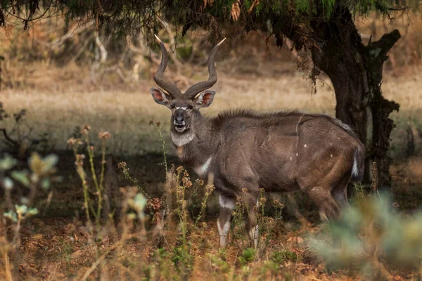 山ニャラ Tragelaphus Buxtoni 美しい大規模なカモシカ ベール山脈 エチオピア — ストック写真