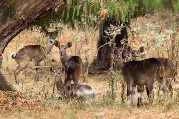 Montagne Nyala Tragelaphus Buxtoni Belle Grande Antilope Endémique Dans Les — Photo