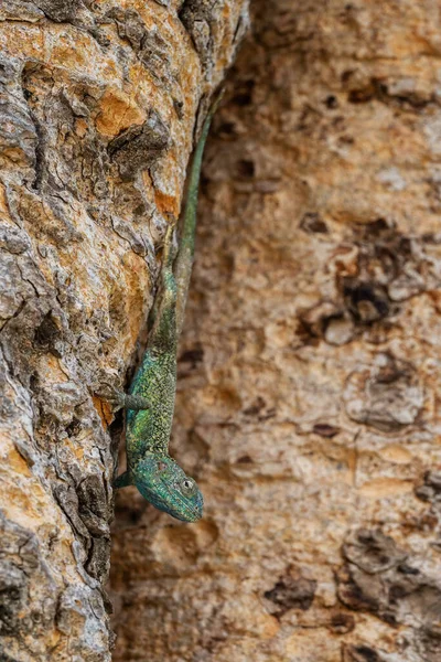 Синьо Гордий Агама Acanthocercus Atricollis Красиві Великі Ящірки Африканських Лісів — стокове фото