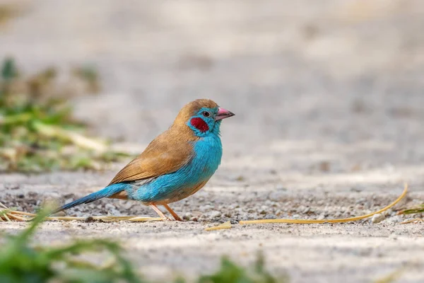 Cordonbleu Mejillas Rojas Uraeginthus Bengalus Hermoso Pájaro Encaramado Color Los — Foto de Stock