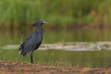 Kara balıkçıl - Egretta ardesiaca, Afrika göllerinden ve sulak alanlardan güzel bir kara balıkçıl, Ziway Gölü, Etiyopya.
