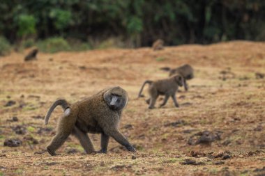 Olive Baboon - Papio anubis, Afrika çalılıklarından ve ormanlık alanlardan büyük bir primat, Bale dağları, Etiyopya.