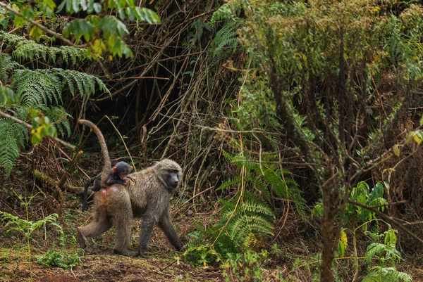 Olivový Pavián Papio Anubis Velký Suchozemský Primát Afrických Keřů Lesů — Stock fotografie