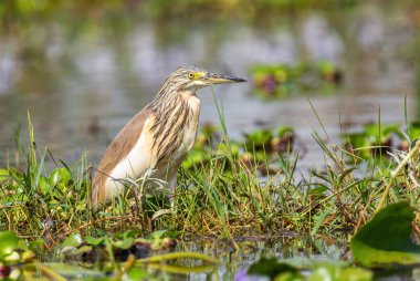 Squacco Heron - Ardeola ralloides, Avrasya 'daki bataklık ve bataklıklardan, Ziway Gölü, Etiyopya.