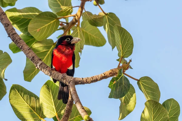 Double Toothed Barbet Lybius Bidentatus Beautiful Colored Barbet African Woodlands — Stock Photo, Image