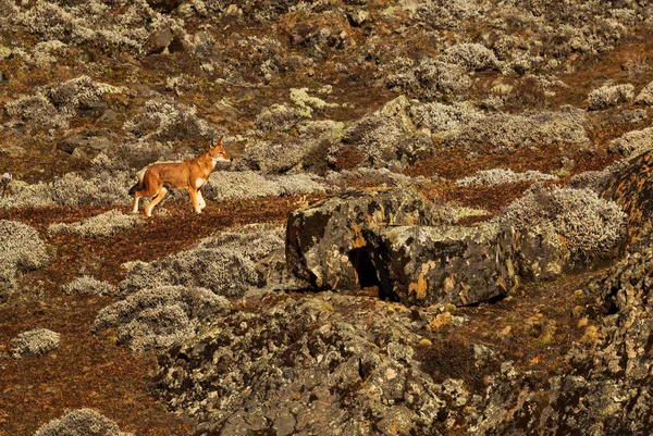 Lobo Etíope Canis Simensis Hermoso Lobo Peligro Extinción Endémico Colinas — Foto de Stock
