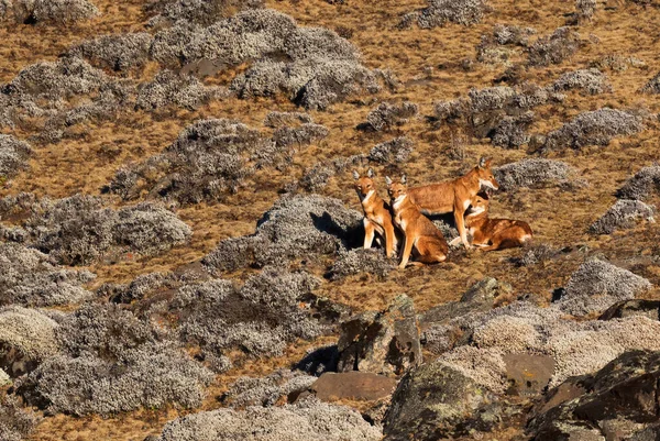 Lobo Etíope Canis Simensis Belo Lobo Endêmico Extinção Nas Colinas — Fotografia de Stock