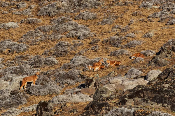 Lobo Etíope Canis Simensis Hermoso Lobo Peligro Extinción Endémico Colinas — Foto de Stock