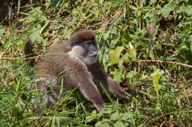 Bale Mountains Monkey - Chlorocebus djamdjamensis, endemic endangered primate from Bale mountains and Harrena forest, Ethiopia. clipart