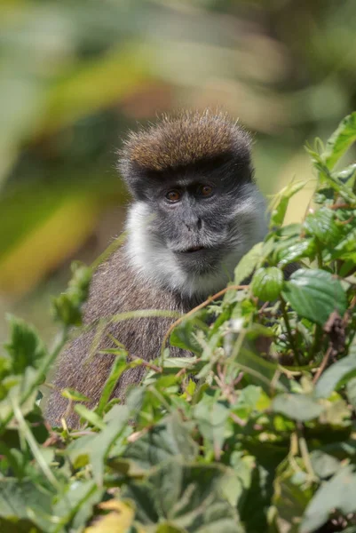 Bale Mountains Monkey Chlorocebus Djamdjamensis 埃塞俄比亚Bale山区和Harrena森林特有的濒危灵长类动物 — 图库照片