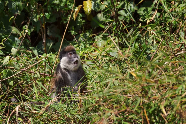 Bale Mountains Monkey Chlorocebus Djamdjamensis Эндемичный Примат Гор Бейл Харрена — стоковое фото