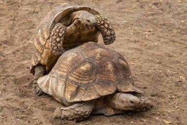 African Spurred Tortoise - Centrochelys sulcata, large tortoise from African bushes, woodlands and grasslands, lake Langano, Ethiopia.