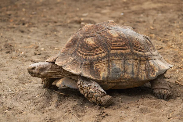 Африканская Черепаха Centrochelys Sulcata Большая Черепаха Африканских Кустарников Лесов Лугов — стоковое фото