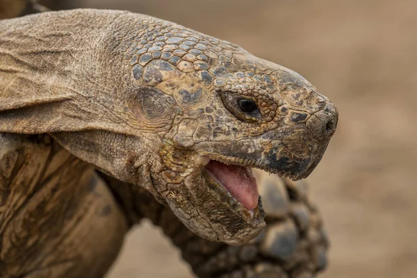 African Spurred Tortoise Centrochelys Sulcata Large Tortoise African Bushes Woodlands — Stock Photo, Image